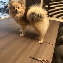 Cocoa - Pomeranian