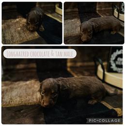 Webber - Chocolate and tan male Dachshund puppy in Licking, Missouri from Piney River Dachshunds