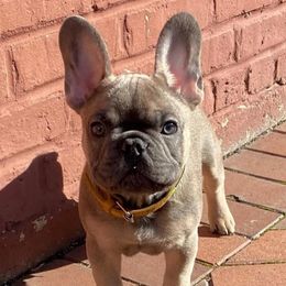 French Bulldogs from Pocket Frenchies