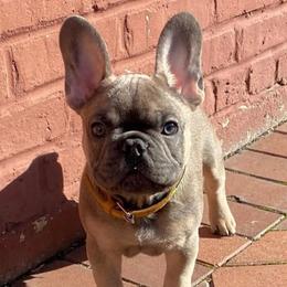 French Bulldogs from Pocket Frenchies