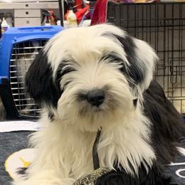 Taboo - Tibetan Terrier
