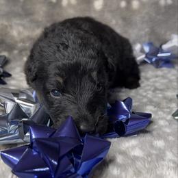 Orange color - Bi-color female German Shepherd puppy in Marion, Ohio from Legacy K9’s