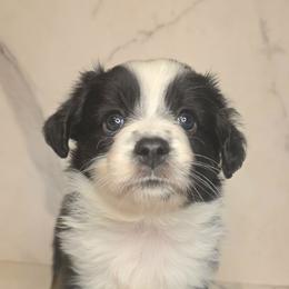 Joy - Black tri female Toy Australian Shepherd puppy in Bethany, Oklahoma from Donna's Toy & Mini Aussies