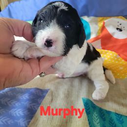 Murphy - Black and white male Cavapoo puppy in Bourbonnais, Illinois from Maggie's Cavapoo Puppies