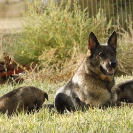 German Shepherd Puppies from Vom Haus Denfors K9