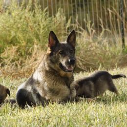 German Shepherd Puppies from Vom Haus Denfors K9