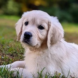 Golden Retrievers from Minor Moments
