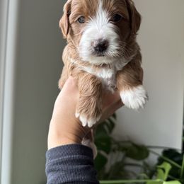 Joy🤩 - Goldendoodle puppy from Doodles Delight PNW