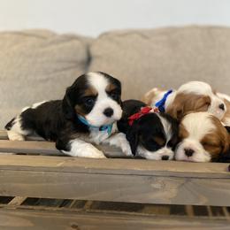 Cavalier King Charles Spaniel Puppies from SHANNON'S CAVALIERS