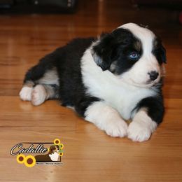 Miniature American Shepherd Puppies from Cadallie Miniature American Shepherds