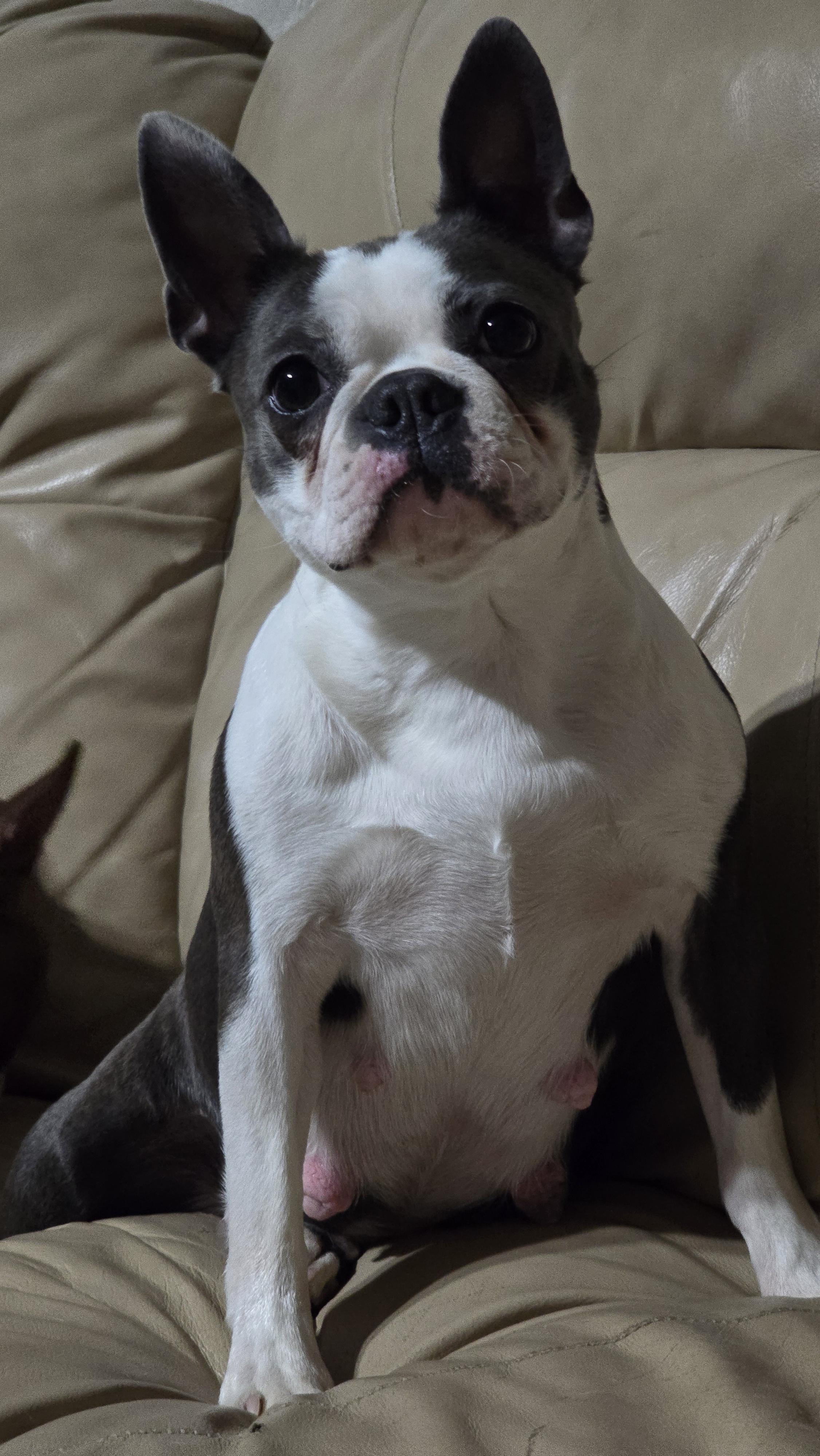 Nice Terriers Glacier Bark Boston Terriers in Montana | Boston Terrier puppies | Good Dog