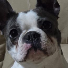 Boston Terriers from Glacier Bark Boston Terriers