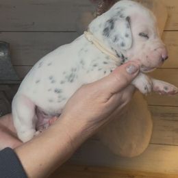 White - Female - Dalmatian puppy from Splendid Spots Dalmatians