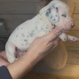 White - Female - Dalmatian puppy from Splendid Spots Dalmatians