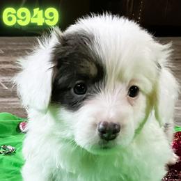 Puppy 4 - White and black female Pembroke Welsh Corgi puppy in Port Republic, Maryland from Bestfurends