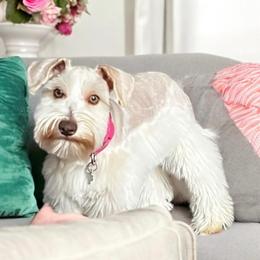 Bliss - Miniature Schnauzer