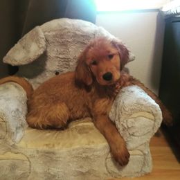 Columbia River Goldens breeder of Golden Retriever