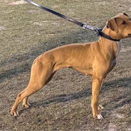 Ember - American Pit Bull Terrier