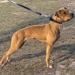 Ember - American Pit Bull Terrier