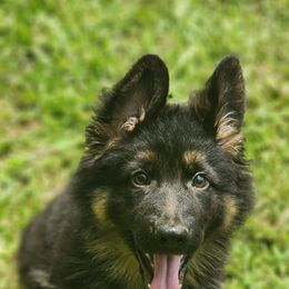 LT. Pink Collar - Black and tan female German Shepherd puppy in Deer Park, Alabama from Von Richardson Elite German Shepherds