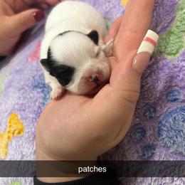 Patches - Black parti female Pomeranian puppy in Illinois from Maribel Poms