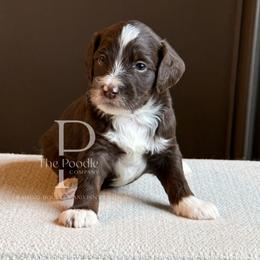 Flint - Brown and white male Bernedoodle puppy in Tulsa, Oklahoma from The Poodle Co. Raising Doodles & Poodles