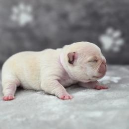 Pink girl - Cream female French Bulldog puppy in Polk City, Florida from Best Friend Frenchies, LLC