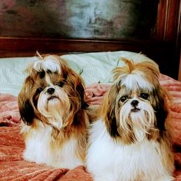 Shih Tzu Puppies from Grandma Ts Precious Puppies