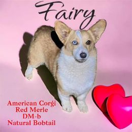 American Corgi puppies from Four Leaf Farm- Vom Vierblättriges Bauernhof