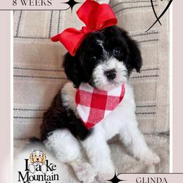 Glinda - Blue female Australian Labradoodle puppy in Eagle Mountain, Utah from Lake Mountain Doodle