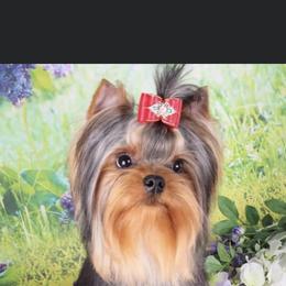 Sky - Yorkshire Terrier