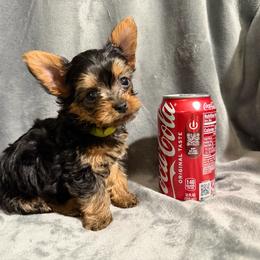 Boy 2 - Black and gold male Yorkshire Terrier puppy in Pomona, California from Cristian's Yorkshire Terriers