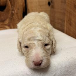 Girl 6 - Cream female Aussiedoodle puppy in Lavonia, Georgia from H & A Kennels