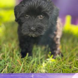 Liberty - Black female Australian Labradoodle puppy in Calhoun, Louisiana from Arrowhead Australian Labradoodles