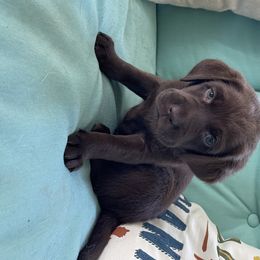 Dilute Retriever Puppies from Virdin’s Silver Labs