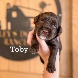 Boy 5 - Chocolate male Labradoodle puppy in Danville, Indiana from Marley’s Doodle Ranch
