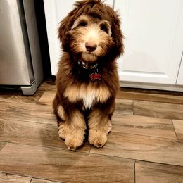 Aussiedoodle Puppies from Gore Doodle Ranch