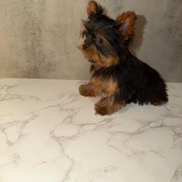 Sapphire VERY Small - Black and gold female Yorkshire Terrier puppy in Maple Heights, Ohio from Yorkiesllc