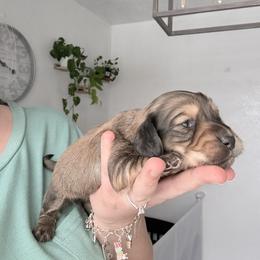 Fern - Chocolate and tan male Dachshund puppy in Fort Worth, Texas from The Holloway Dachshunds