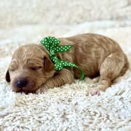 Mr. Green - Apricot male Australian Labradoodle puppy in Wake Forest, North Carolina from Lucky Country Labradoodles