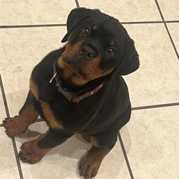 Rottweiler Puppies from Von Ratermann Rottweilers