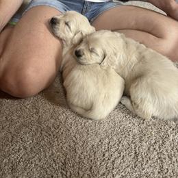 Golden Retriever Puppies from Abundant Grace Goldens