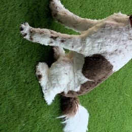 Goldendoodles and Poodles from Alvy's Poodles and Doodles