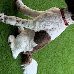 Goldendoodles and Poodles from Alvy's Poodles and Doodles