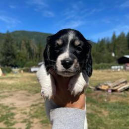 Colby Jack - Piebald male Dachshund puppy in Rogue River, Oregon from Bear Feet Dachshunds