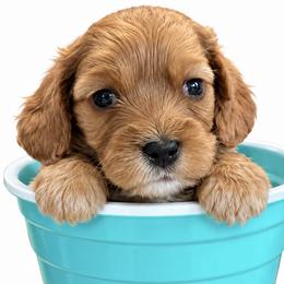 Boy 2 - male Cavapoo puppy in St. Louis, Missouri from Sweet Snuggles Cavapoos