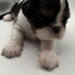Enchanting Charlies Bippidi Boppidi Boo - Black white and tan female English Toy Spaniel puppy in Pennsylvania from Enchanting Charlies