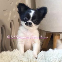 Pepper - Black and white female Chihuahua puppy in Anderson, South Carolina from Lil Treasures Chihuahuas