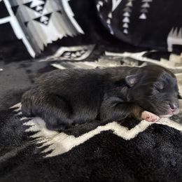 MEATLUG - Black tri-color male Australian Shepherd puppy in Pendleton, Oregon from High West Aussies