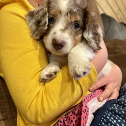 Dachshund Puppies from JK Kennel